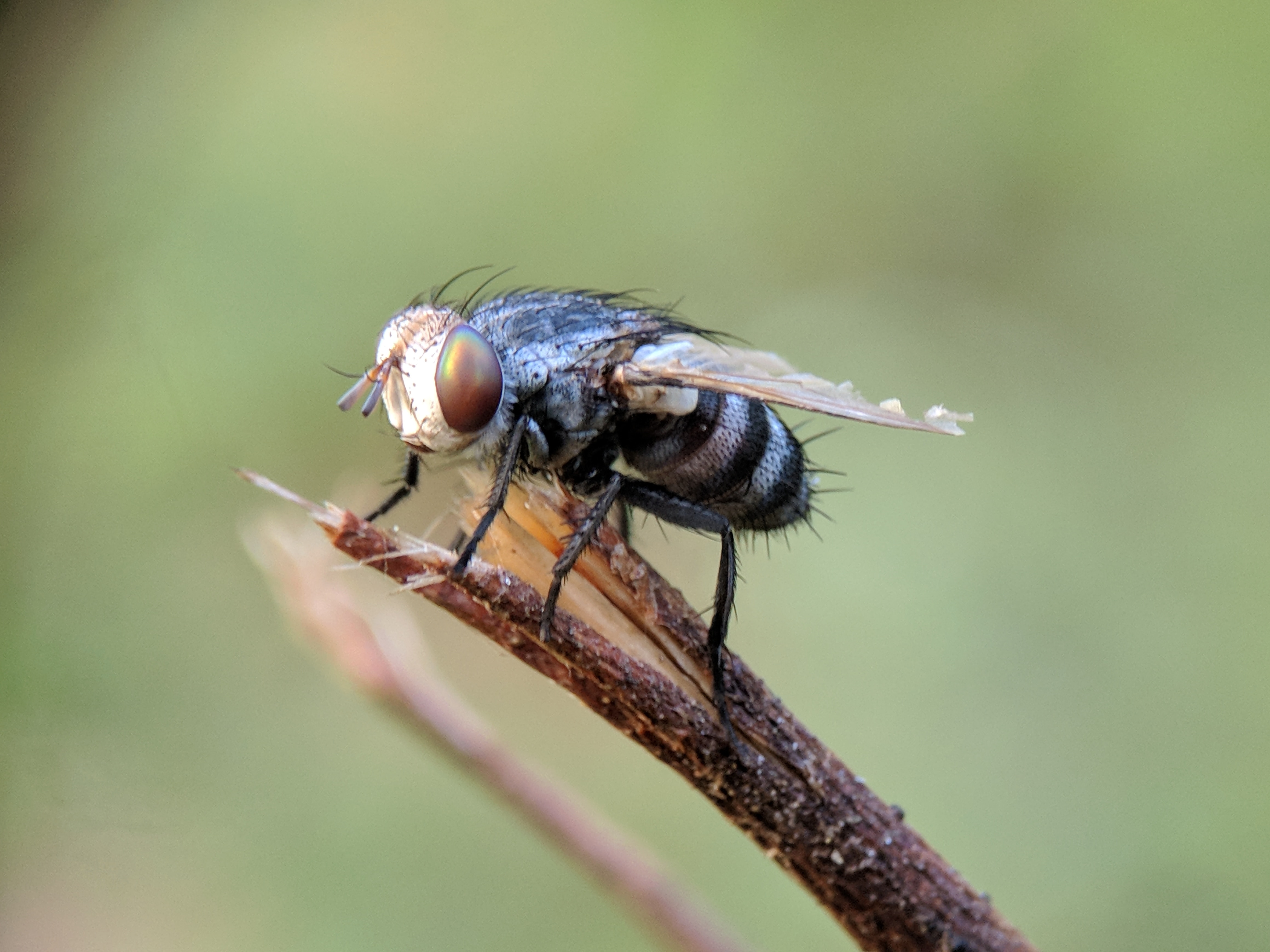 Housefly Picture. Download Free Image