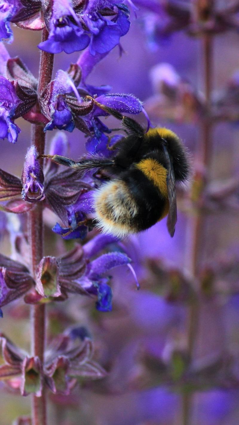 Download wallpaper 800x1420 bumble bee, bee, insect, purple