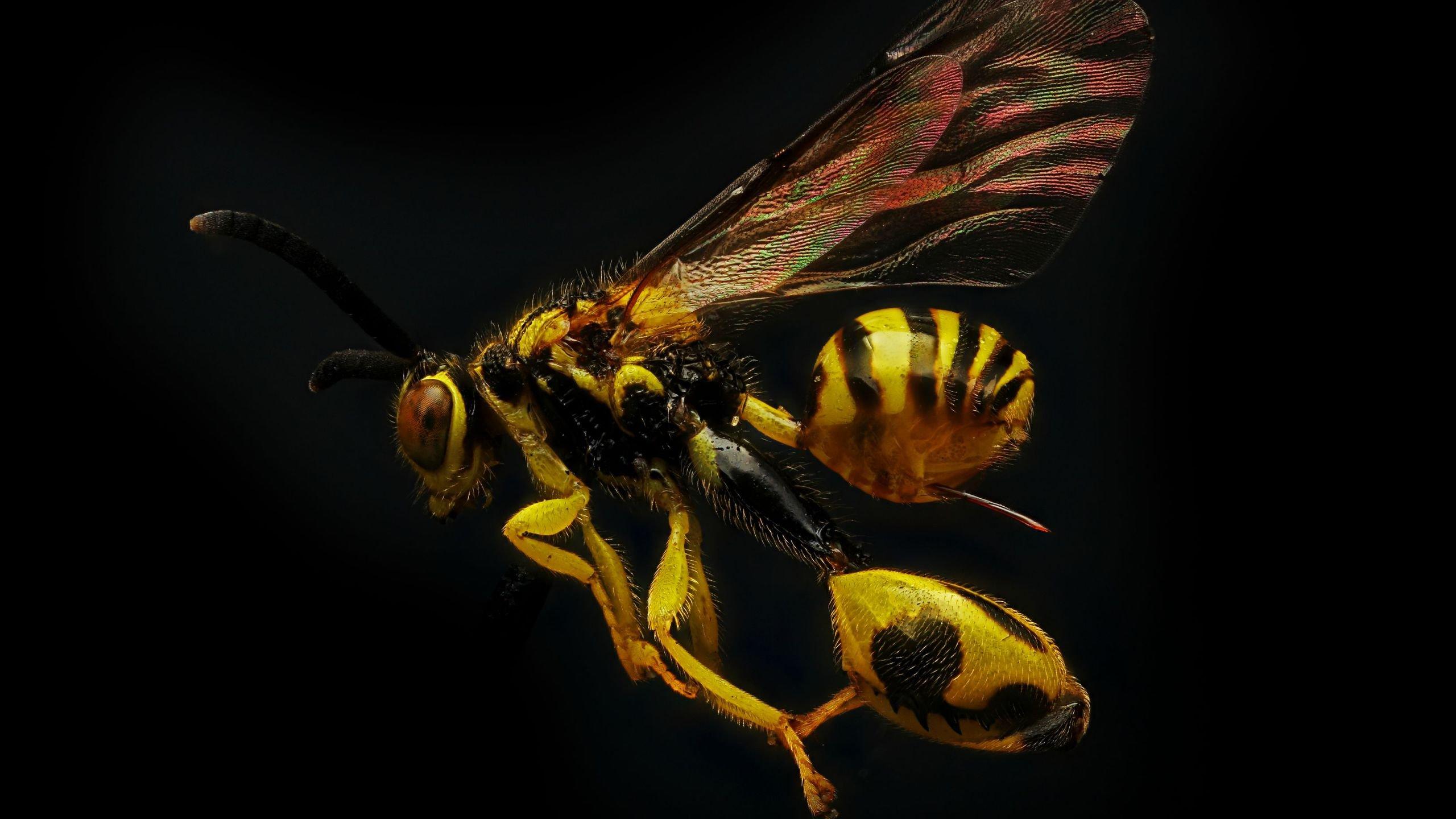 wasp 4K wallpaper for your desktop or mobile screen free