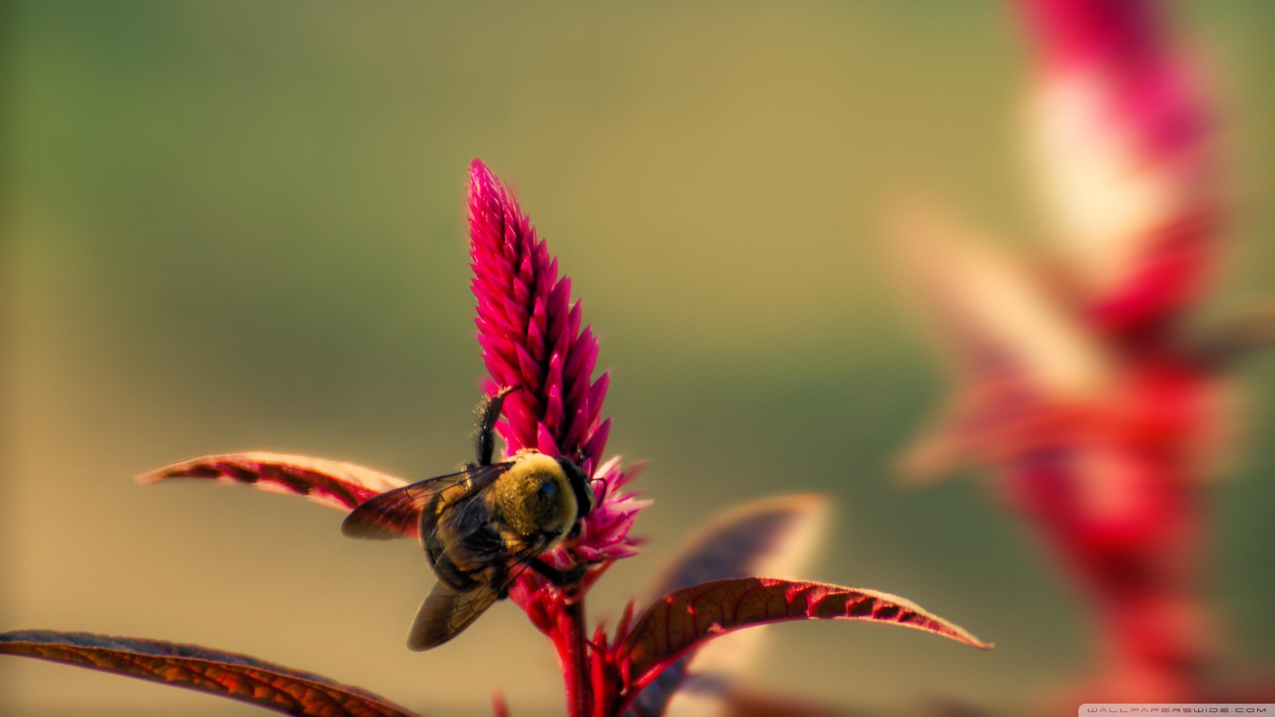 Bumble Bee Insect Ultra HD Desktop Background Wallpaper