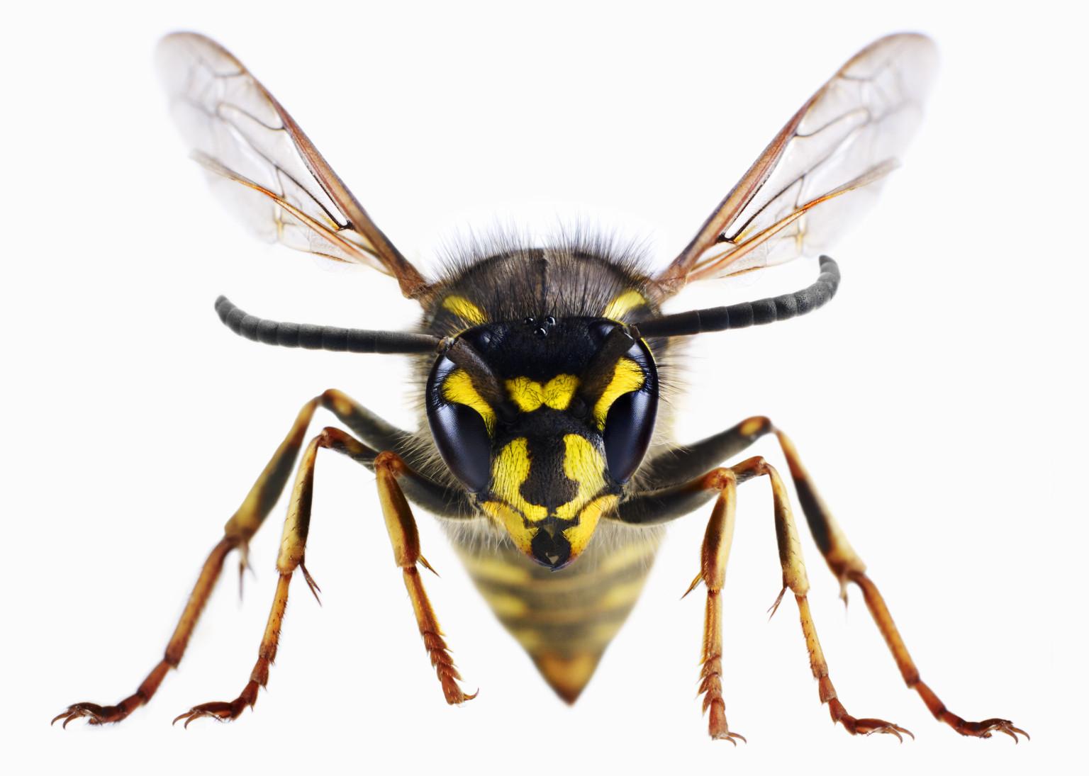 Best HD Wasp Wallpaper