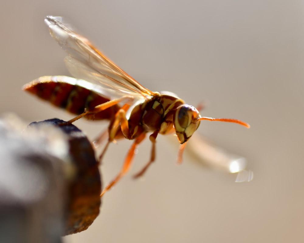 Hornet Picture. Download Free Image