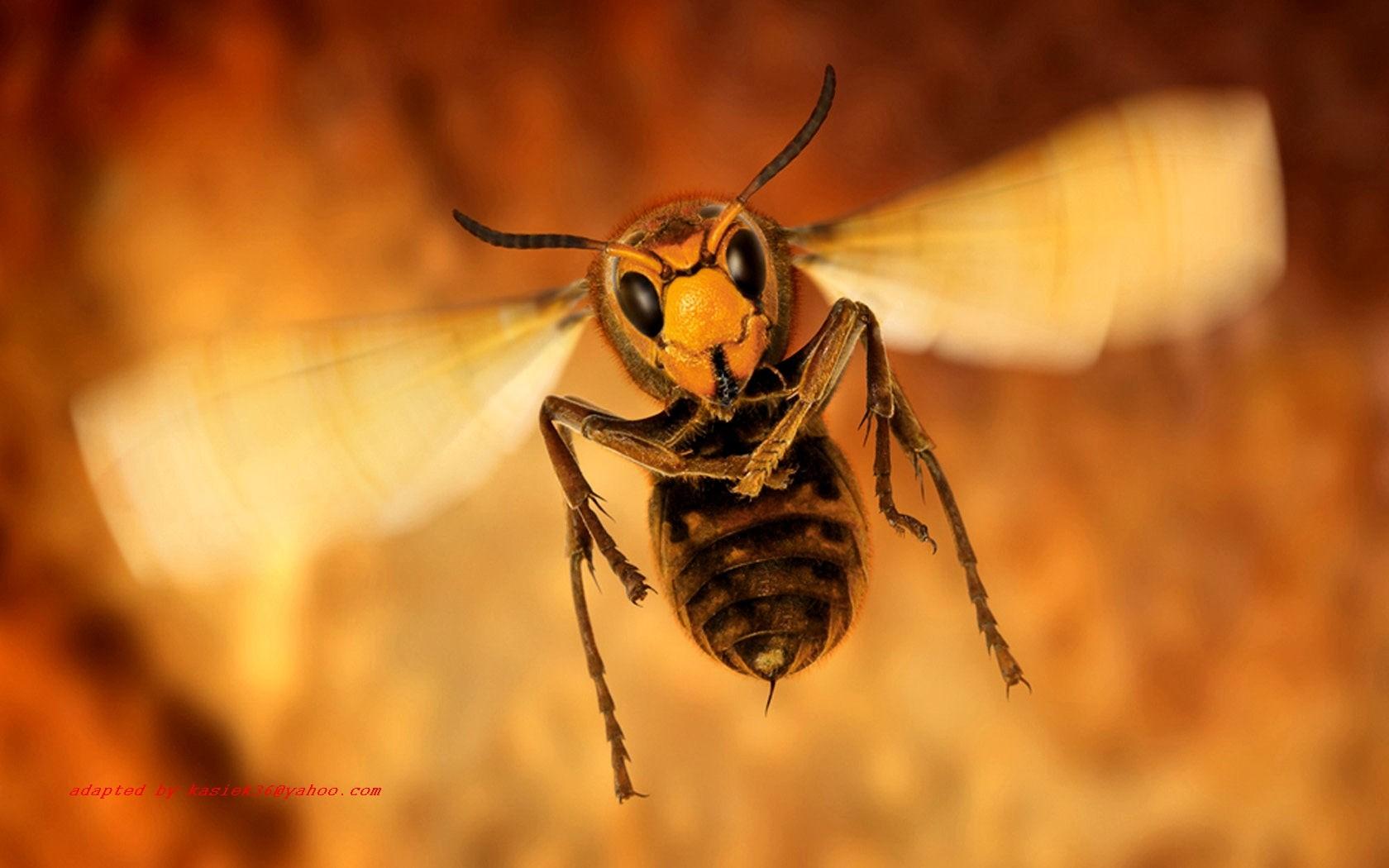 Wasp Insect Close Up HD Wallpaper