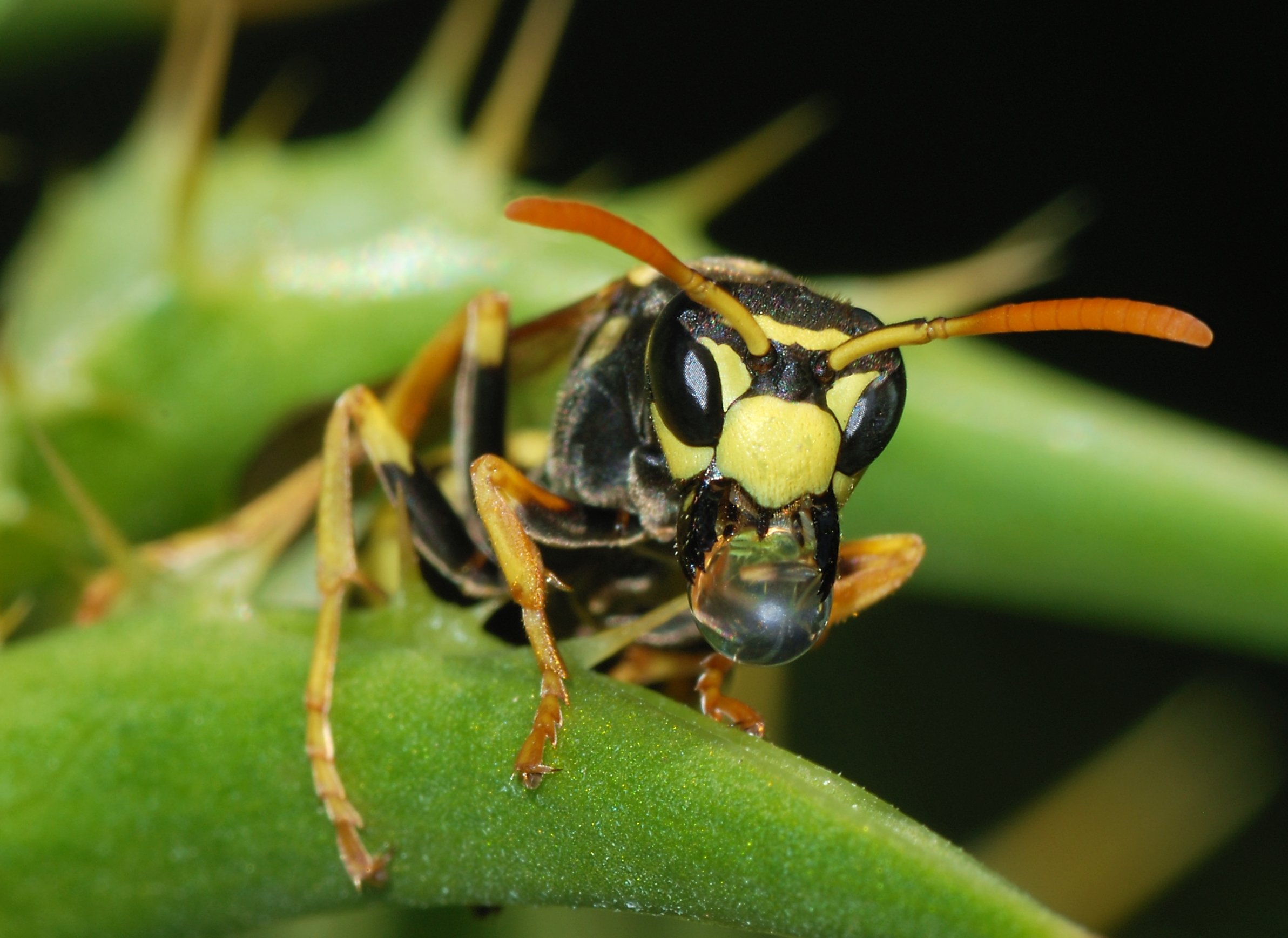 European Paper Wasp HD Wallpaper. Background Image