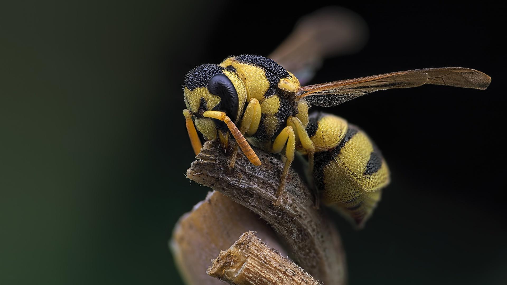 Picture animal Insects Wasp Closeup 1920x1080