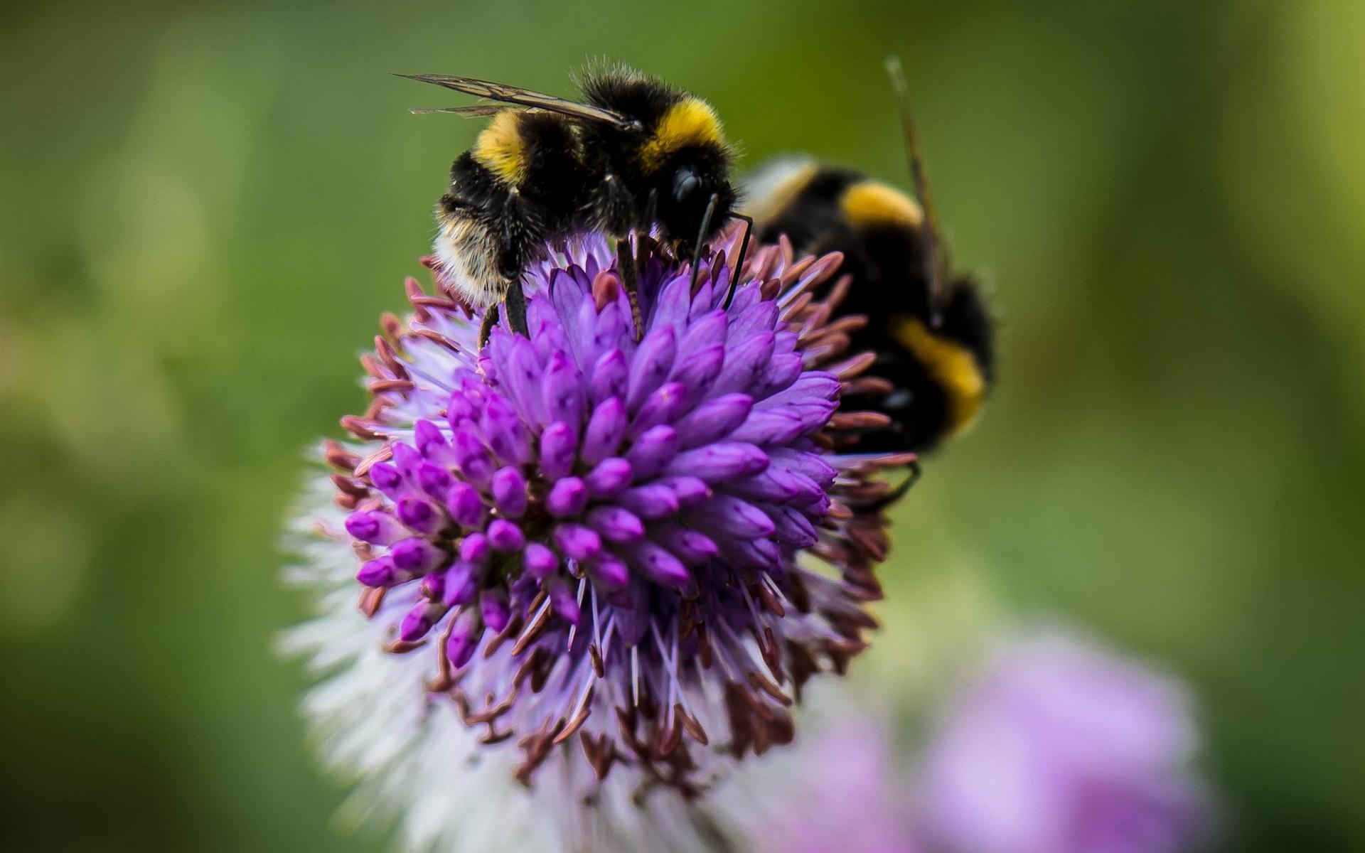 Wallpaper Insect, bumblebee, flower 1920x1200 HD Picture, Image