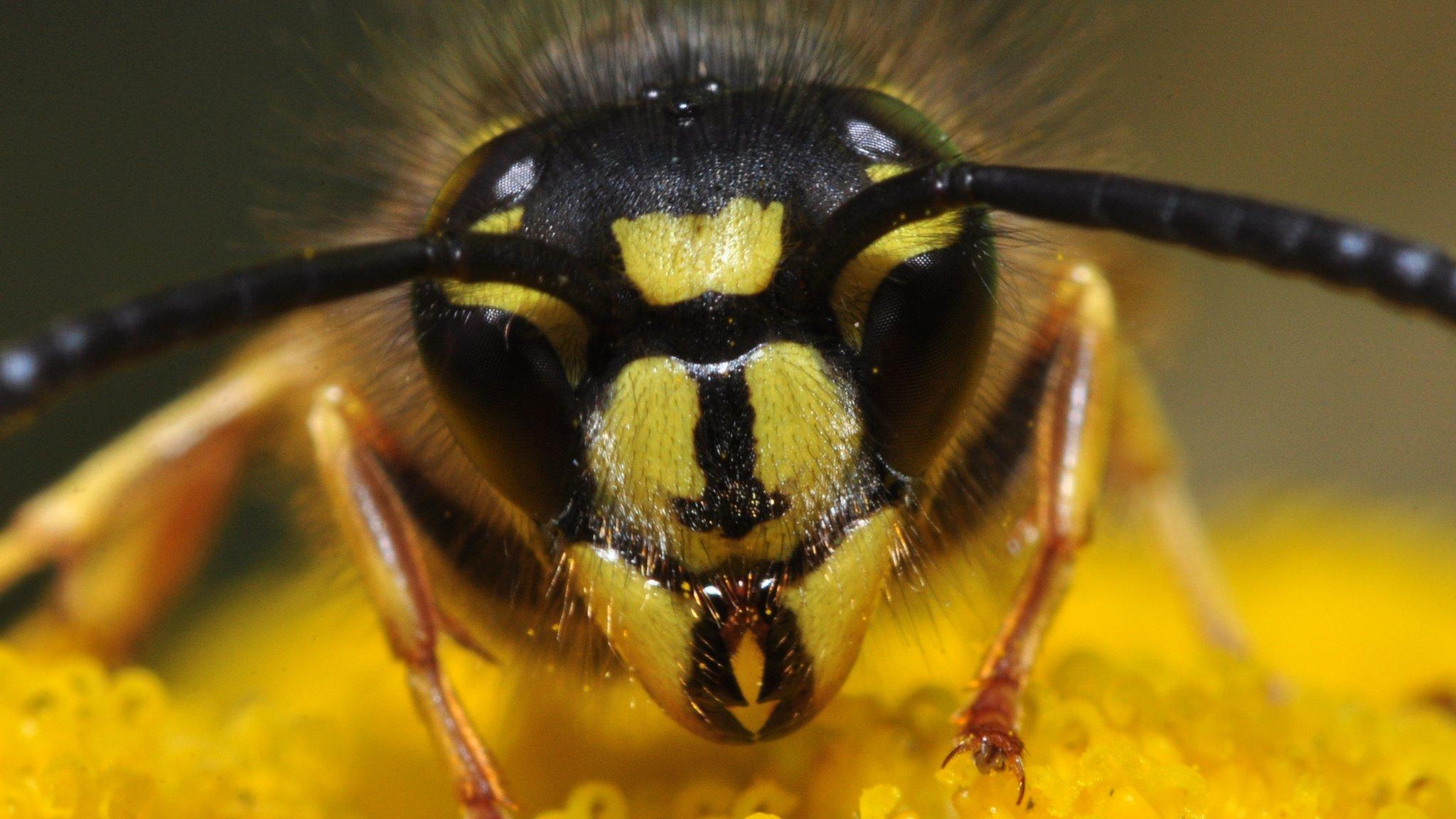 What's the difference between wasps, bees and hornets
