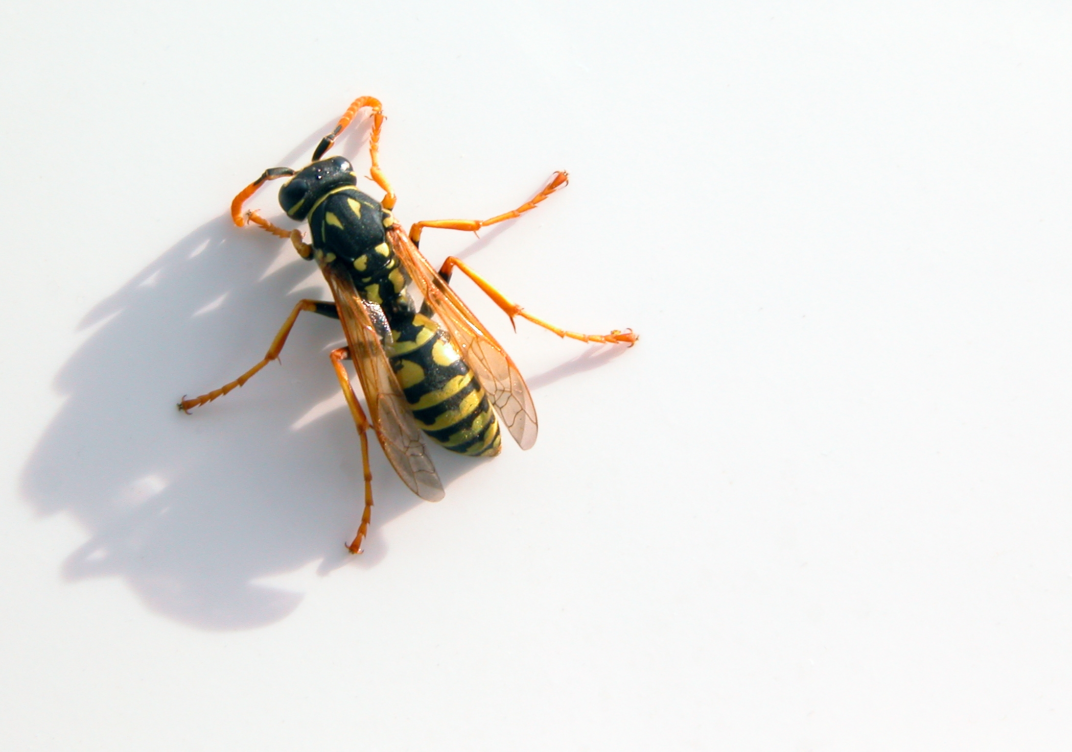 insects wasp 2098x1473 wallpaper High Quality Wallpaper