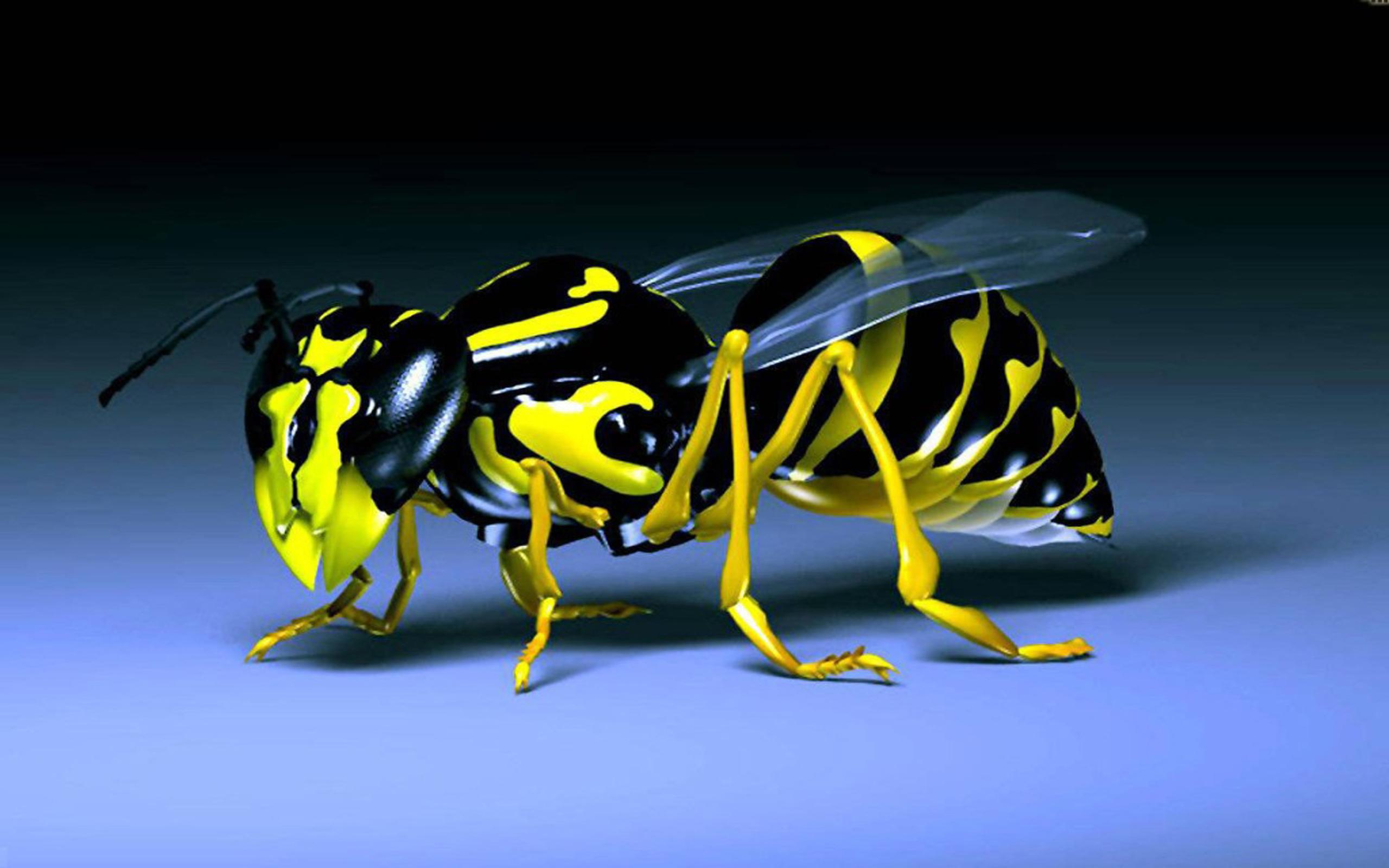 Wasp Black And Yellow Insect Desktop HD Wallpaper
