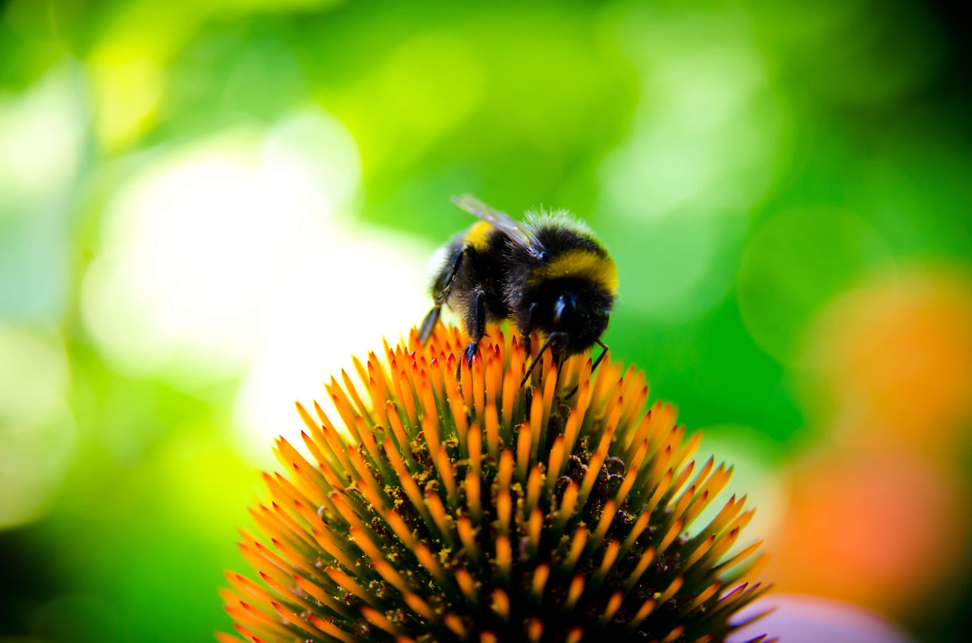 bee, bee collectiong pollen, bumblebee, echinocea, flower
