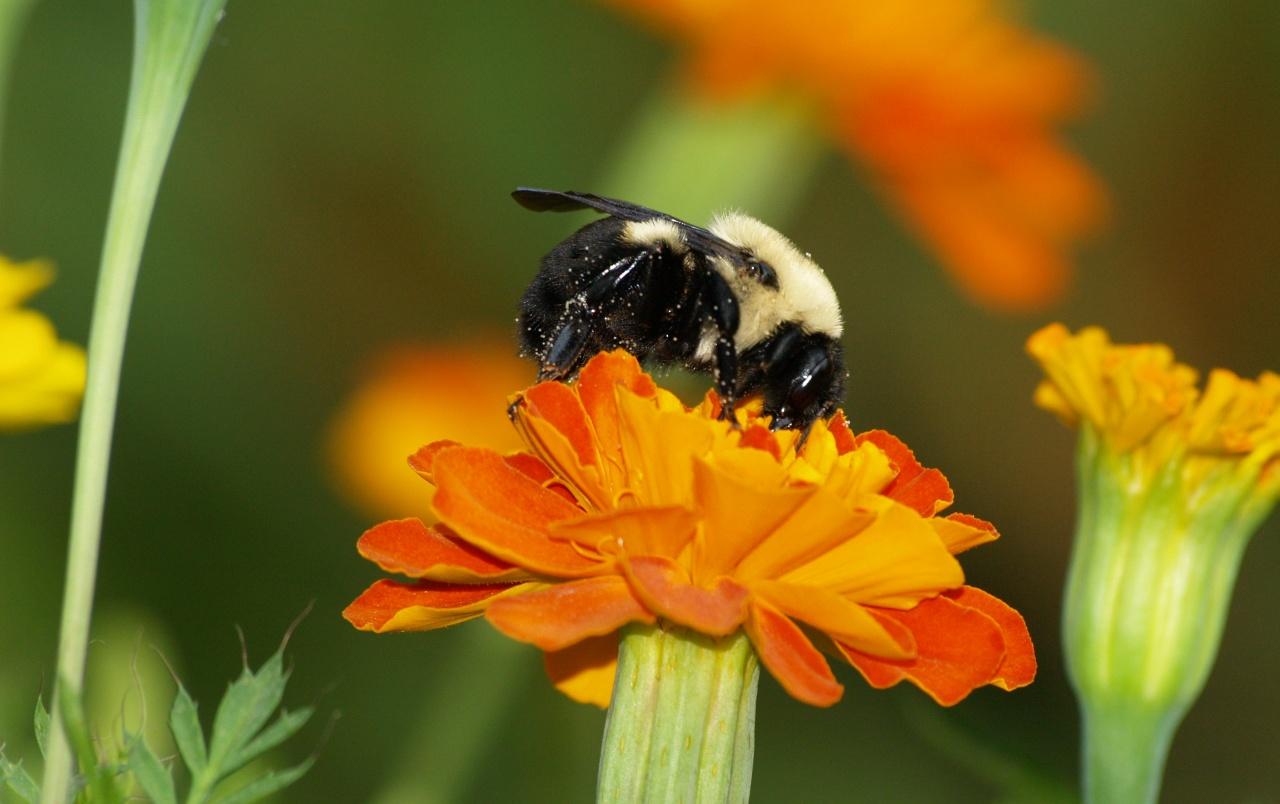 Marigold Bumblebee wallpaper. Marigold Bumblebee