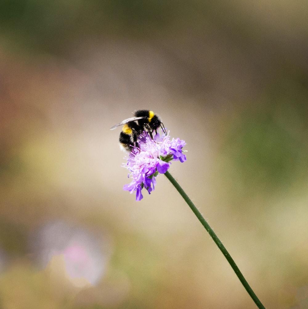 Bumblebee Picture. Download Free Image