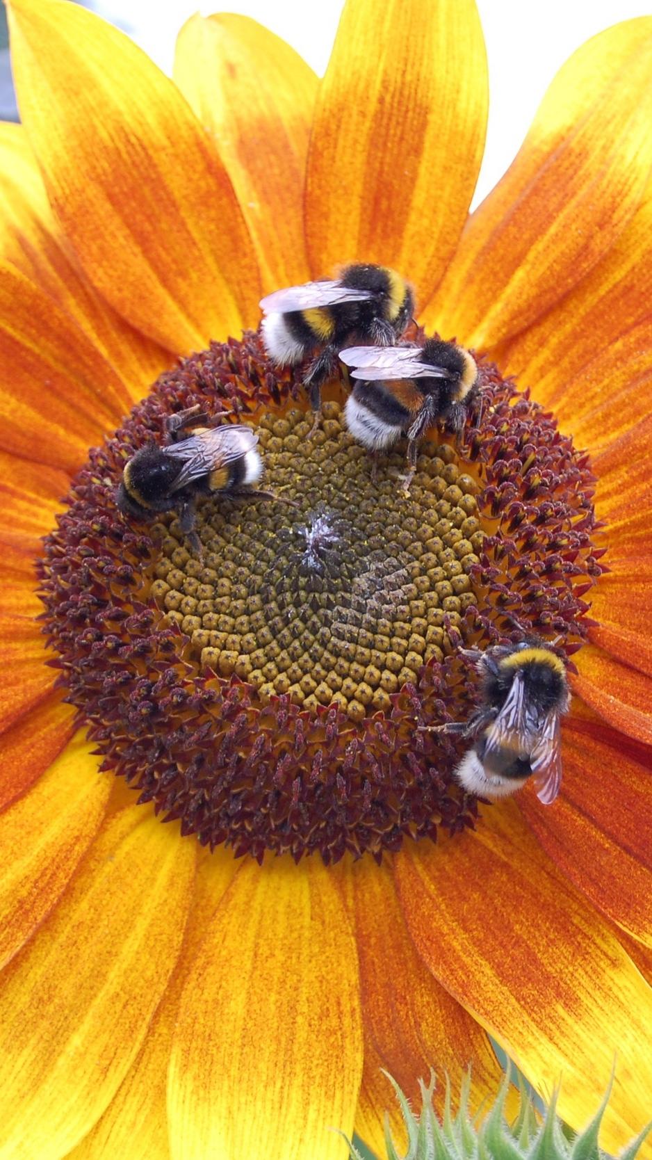 Download wallpaper 938x1668 sunflowers, bumblebees, flowers