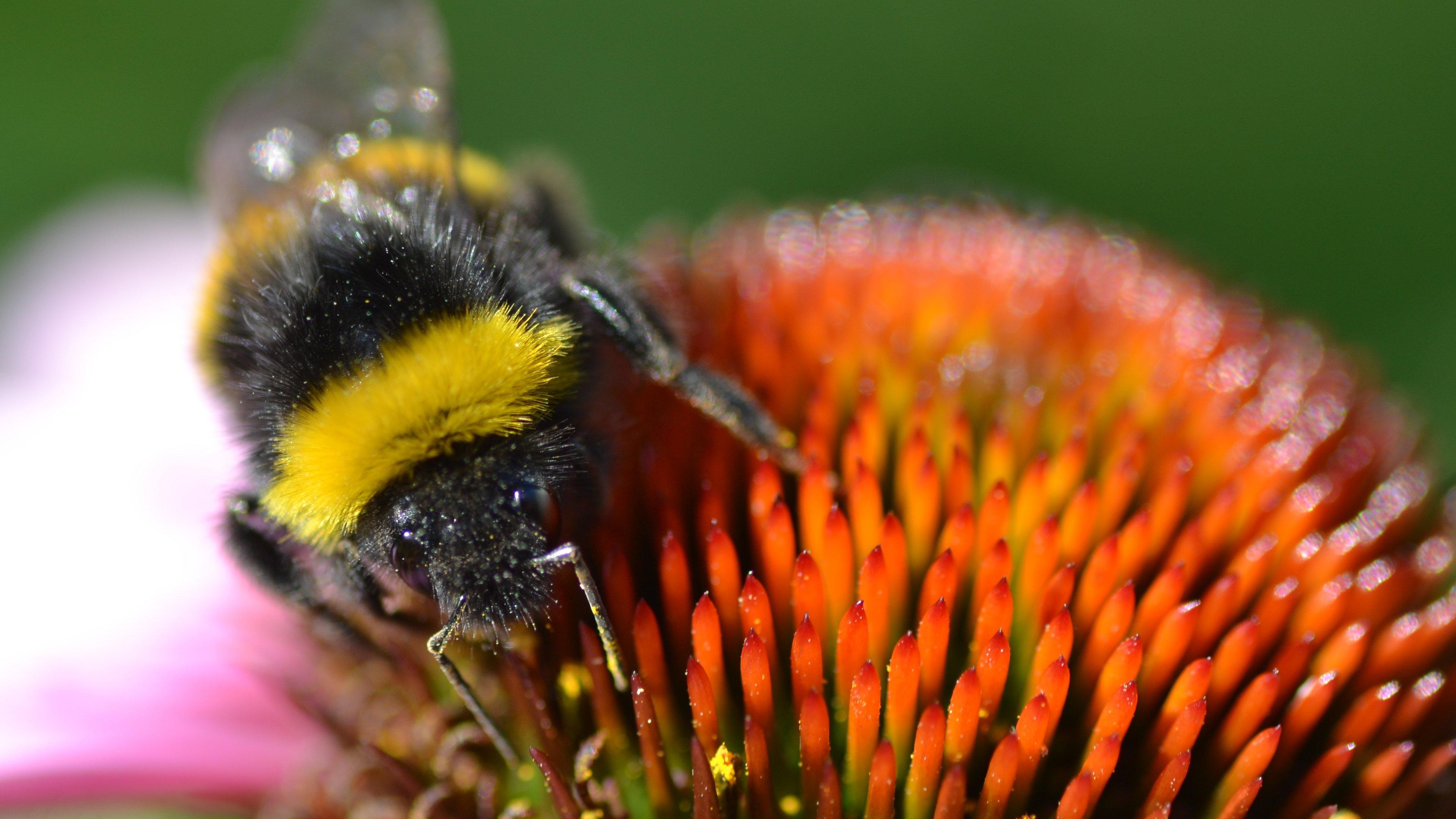 bumblebee 4K wallpaper for your desktop or mobile screen