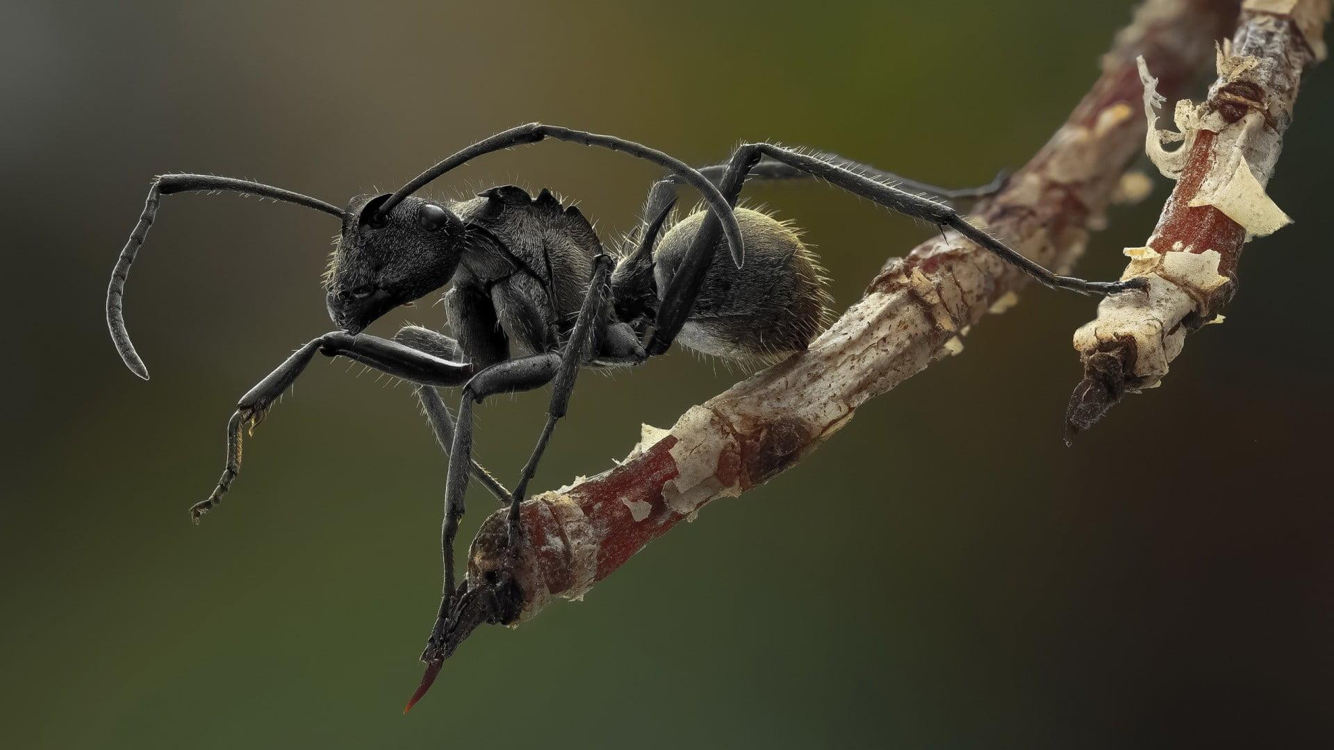 Black carpenter ant perching on brown tree branch during