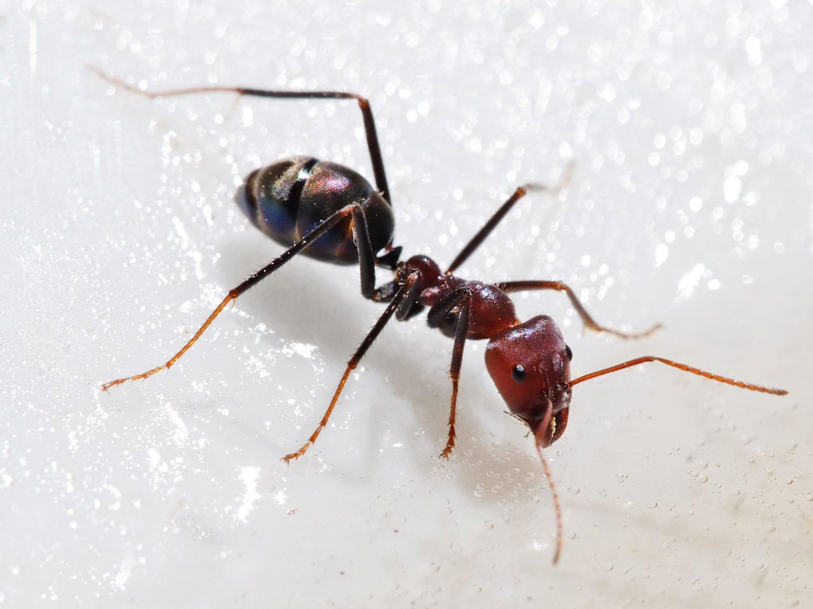 Ant Wallpaper and Background Imagex1200