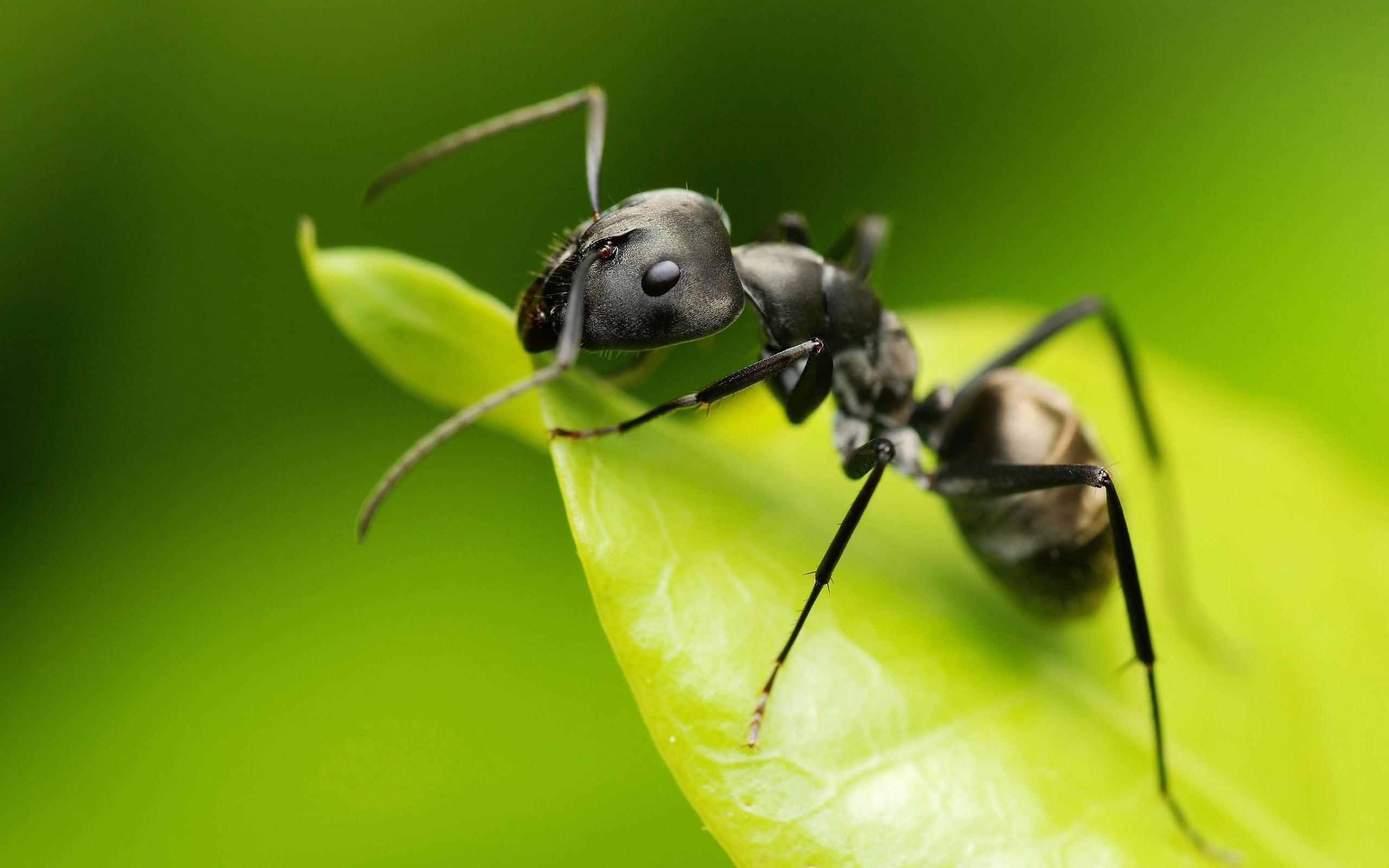 Close Up Photography Of Carpenter Ant On Green Leaf During