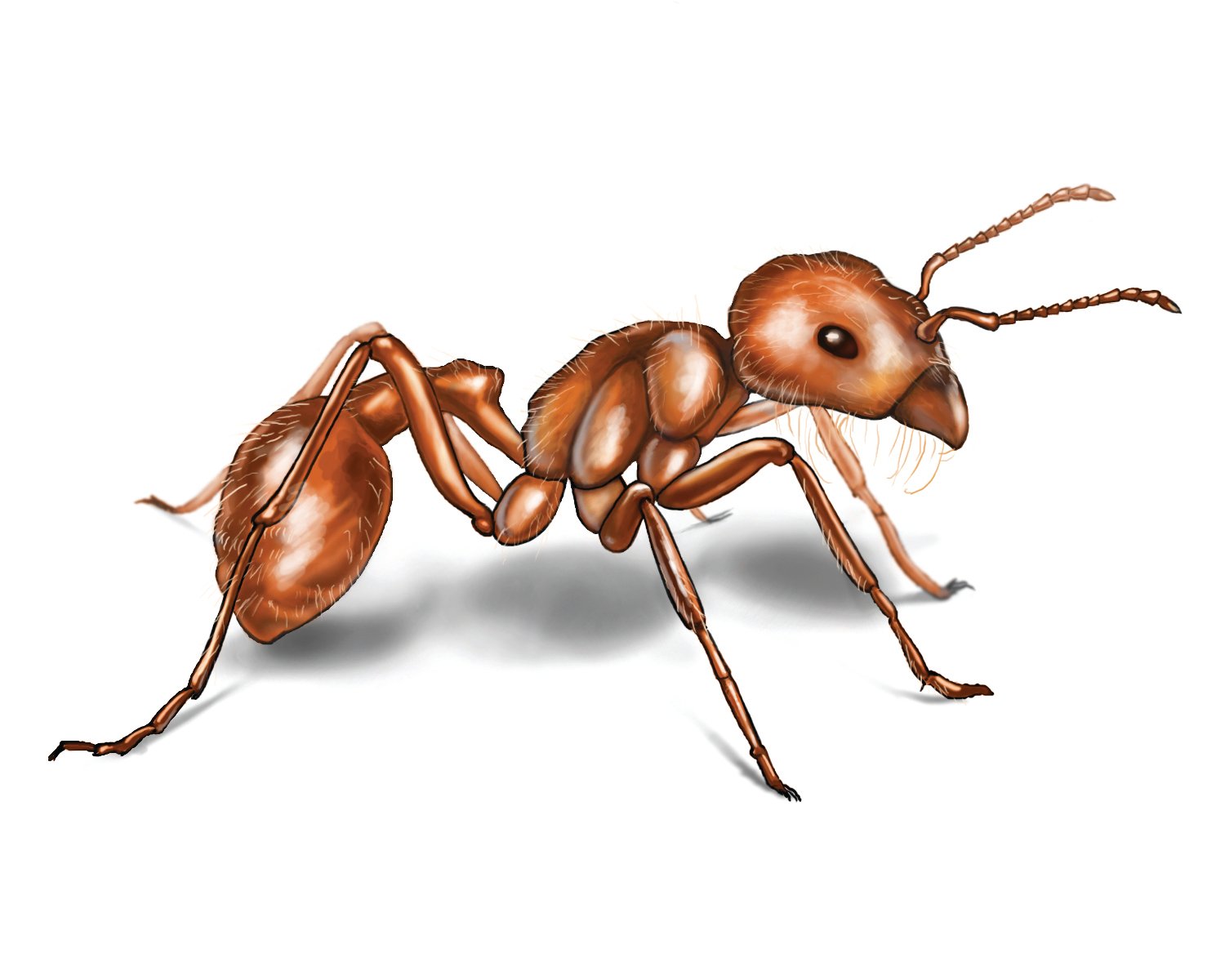 Ants HD Wallpaper