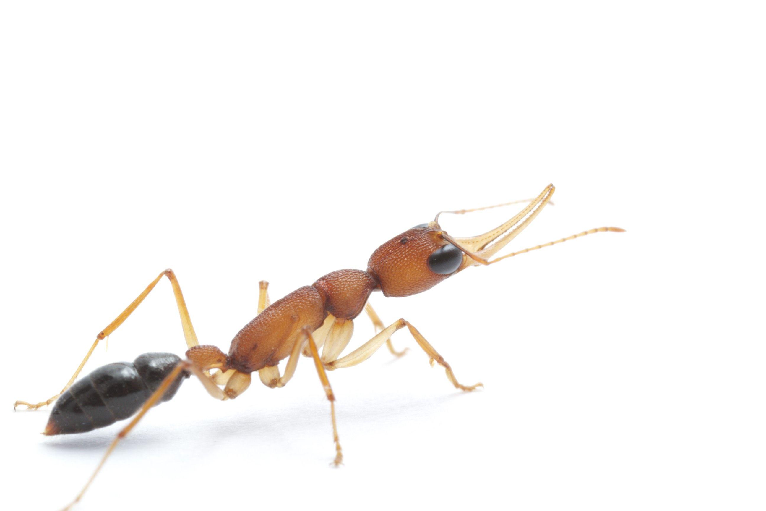 Jack Jumper Ants. High resolution
