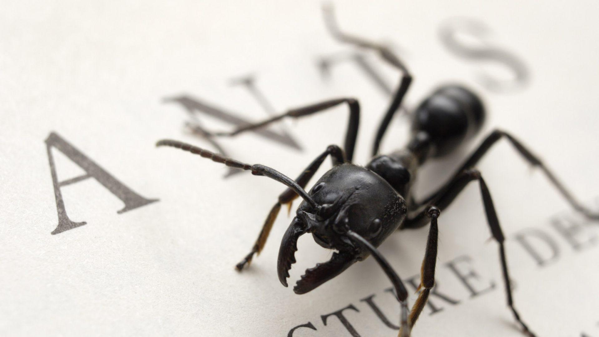 live ants wallpaper