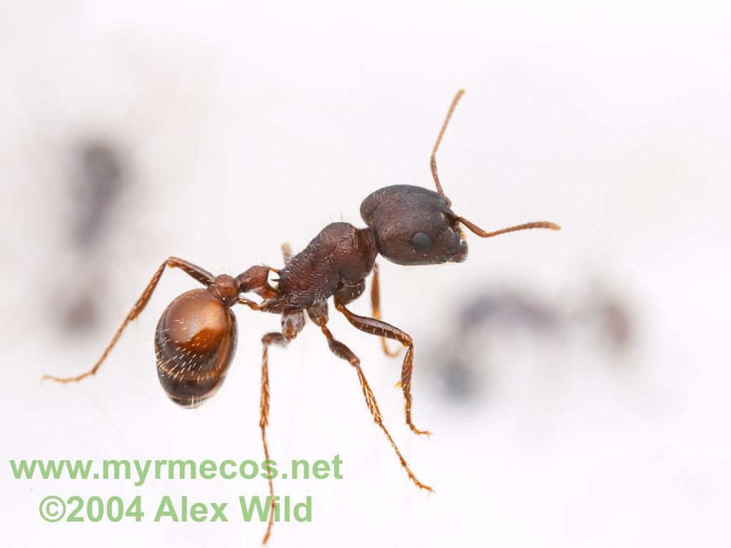 Ant Wallpaper. Ant Farm and Myrmecology Forum