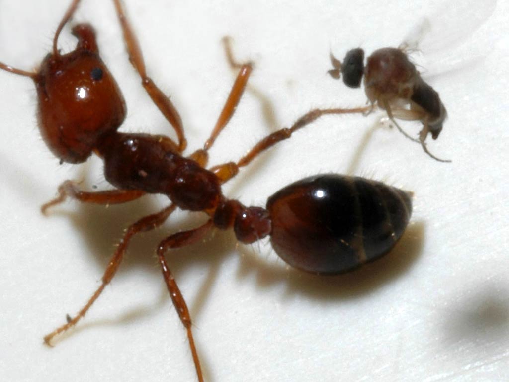 Fire Ant Wallpaper and background