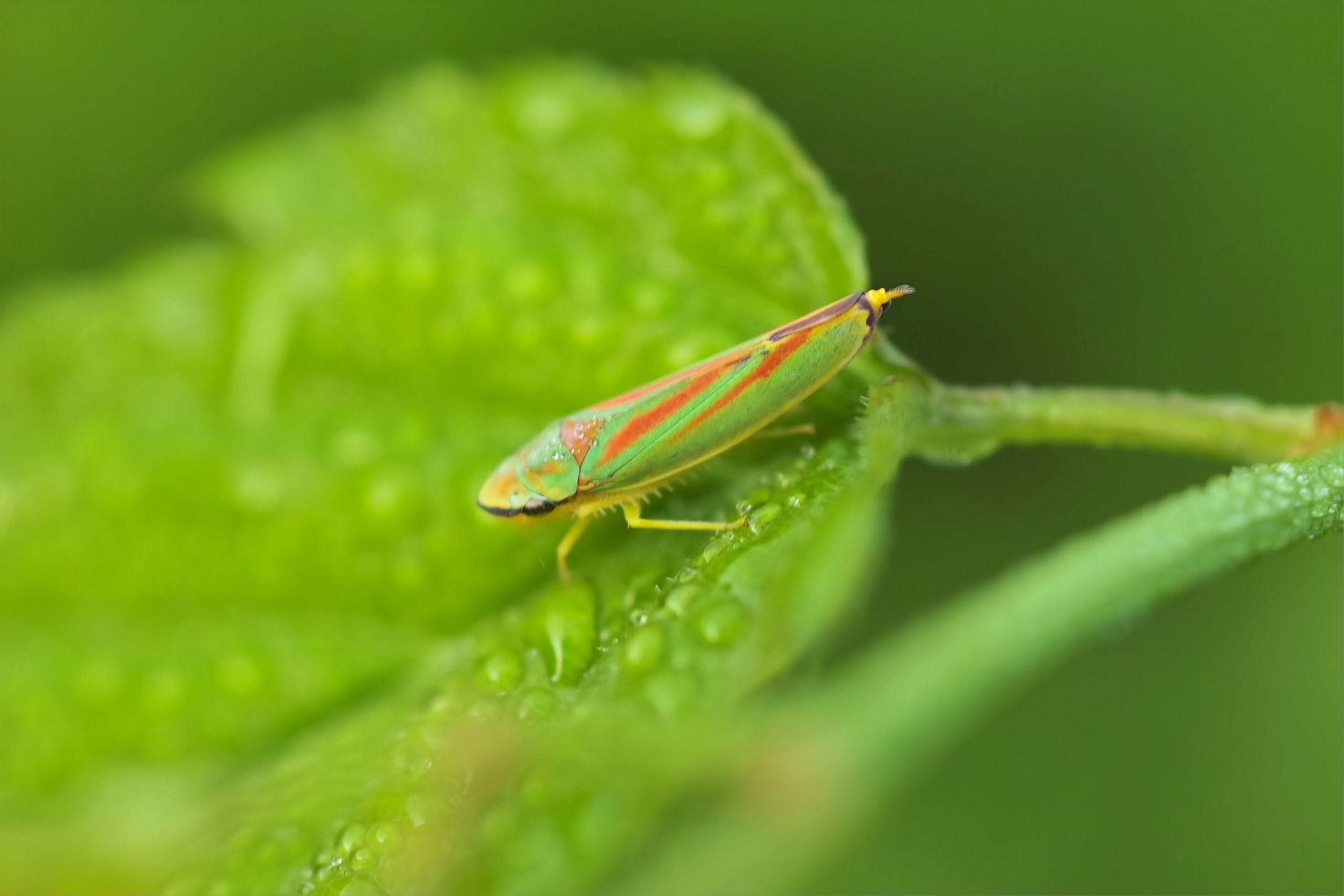HD Leafhopper Insect Wallpaper
