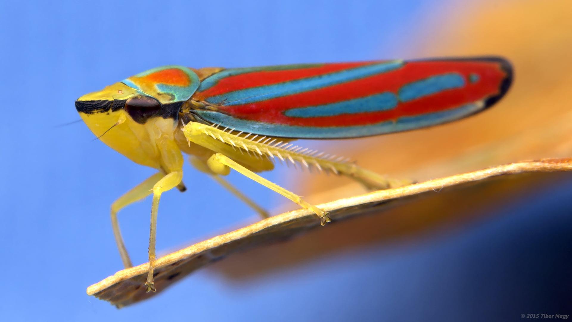 Macro photography of red, blue, and brown treehopper