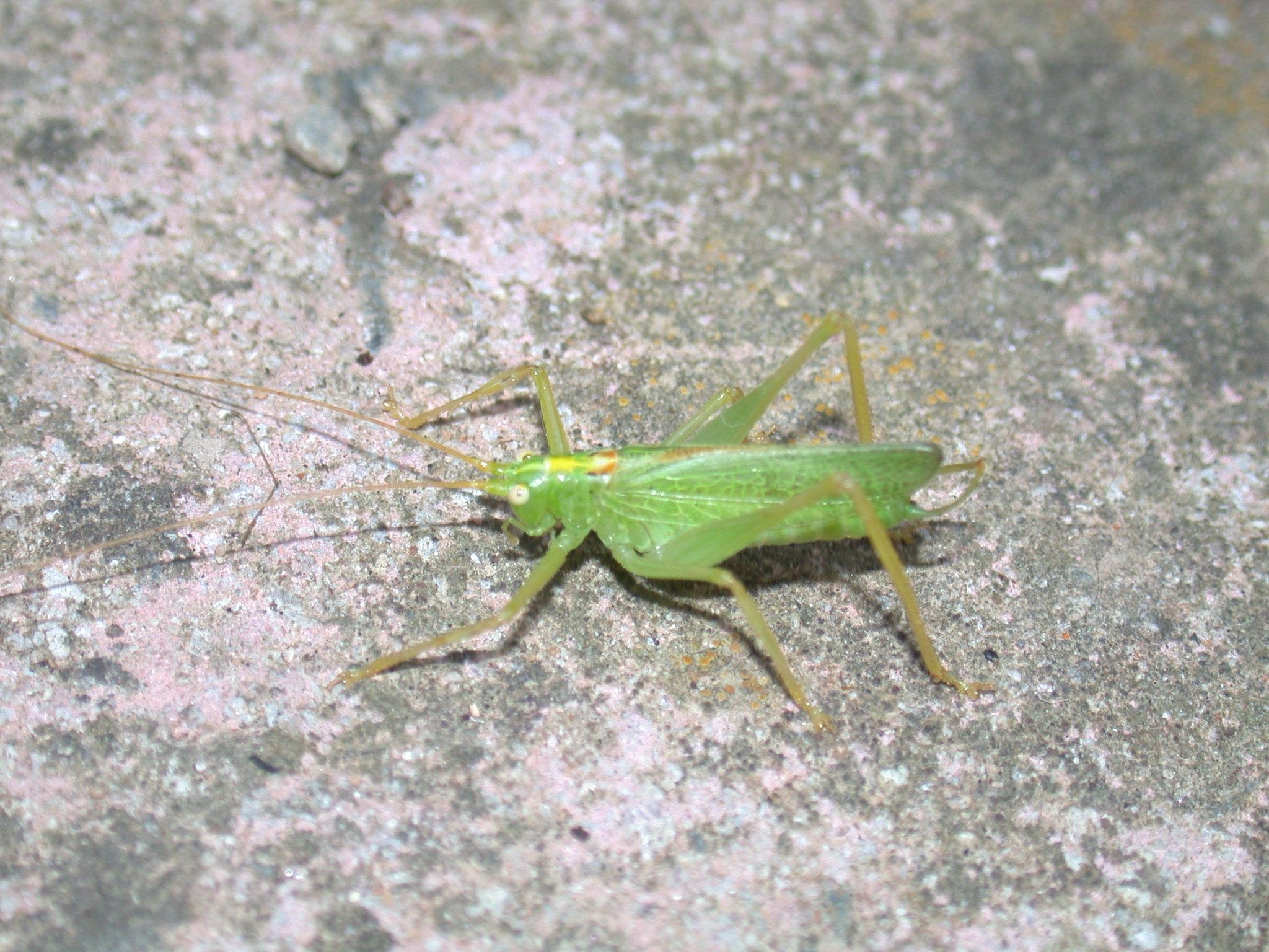 Bush crickets