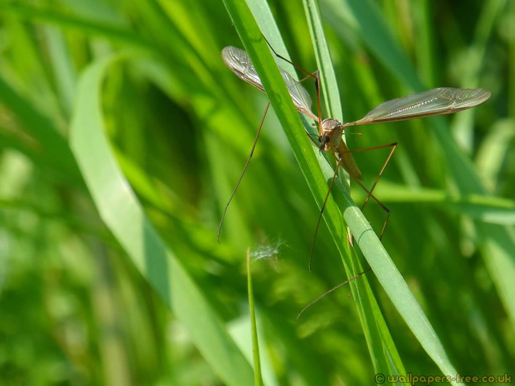 Crane Fly In The Grass Insects Wallpaper