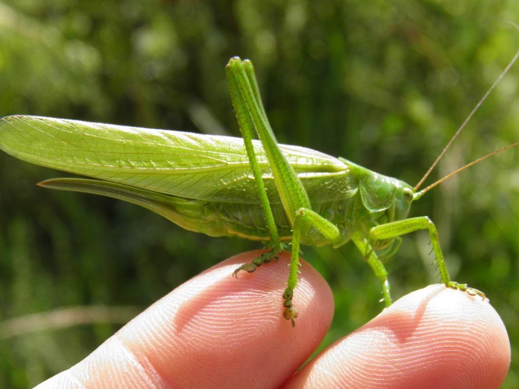 large green bush cricket