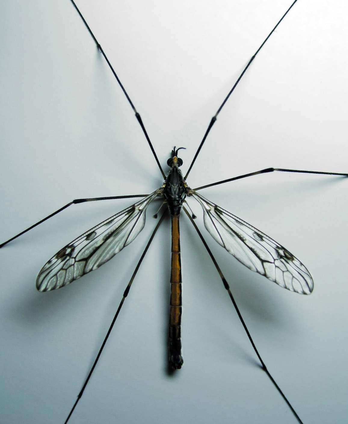 Crane Fly Insect Facts with Picture