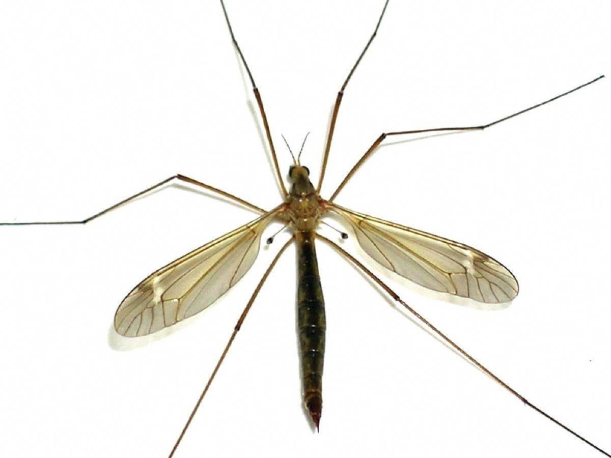 The crane fly or daddy longlegs is a simple insect with some
