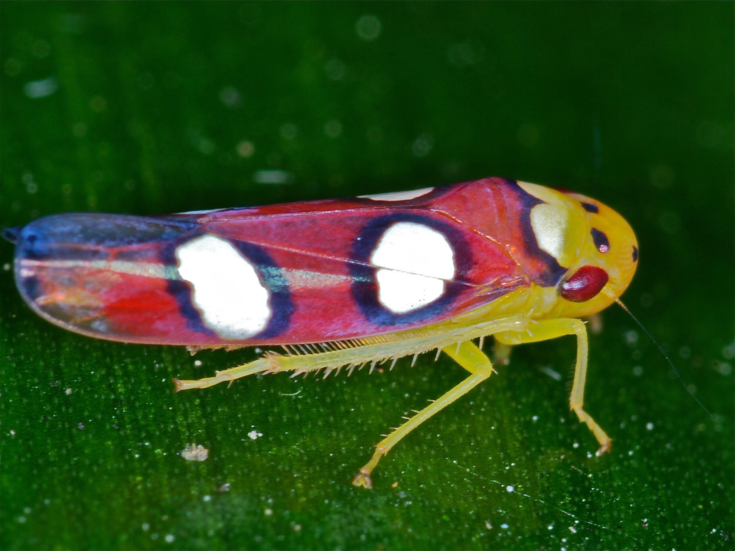 Leafhopper Free HD Wallpaper Image Background