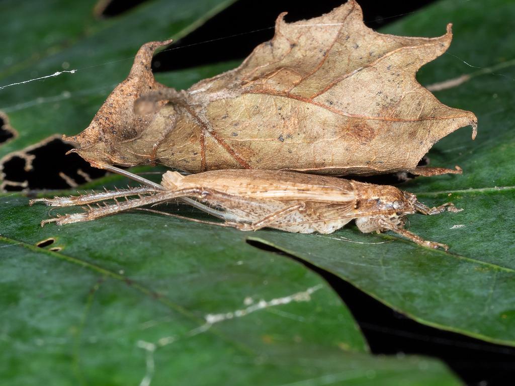 Maryland Biodiversity Project Bush Cricket