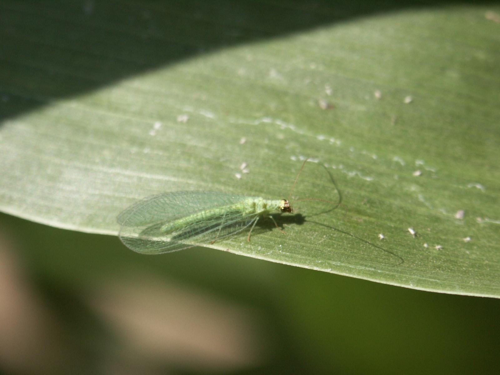Predators. Beneficial Organisms. Insect Information