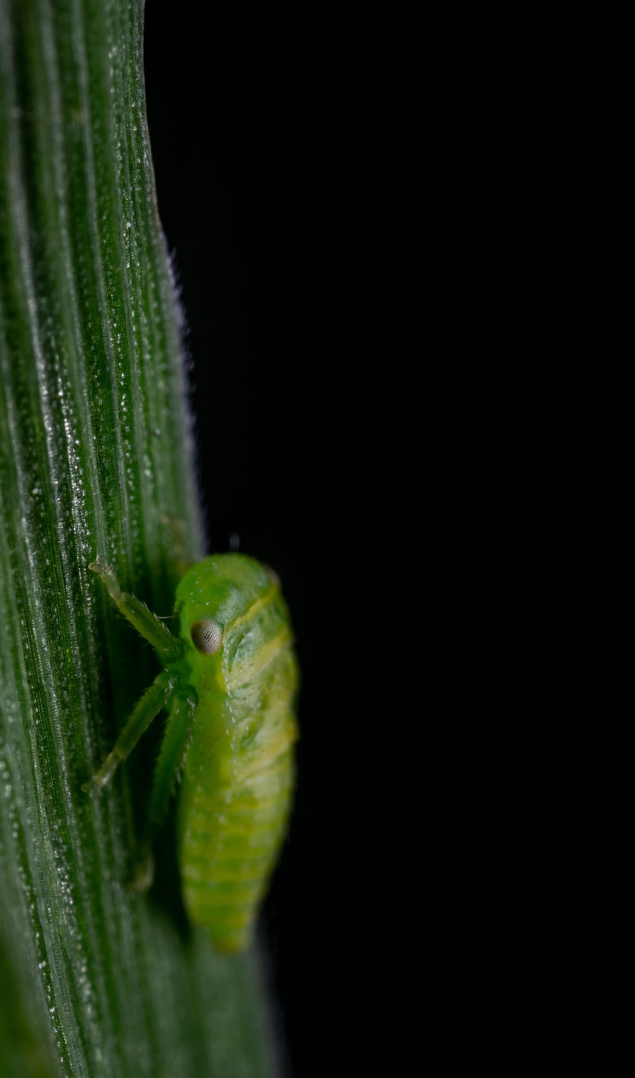 Free of insect, leafhopper, macro