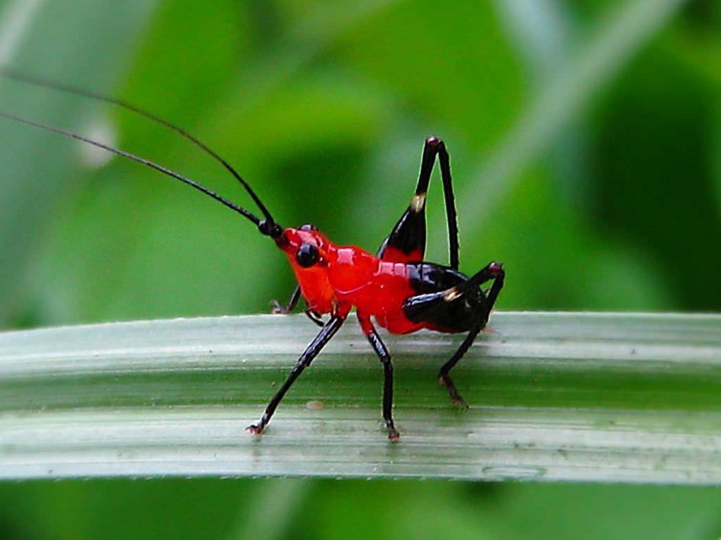 Daily Insect 72: red crickets