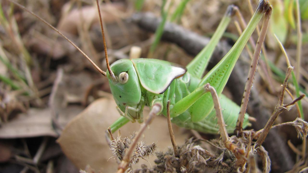Do Crickets Bite: Common Symptoms & Treatment, How to Get