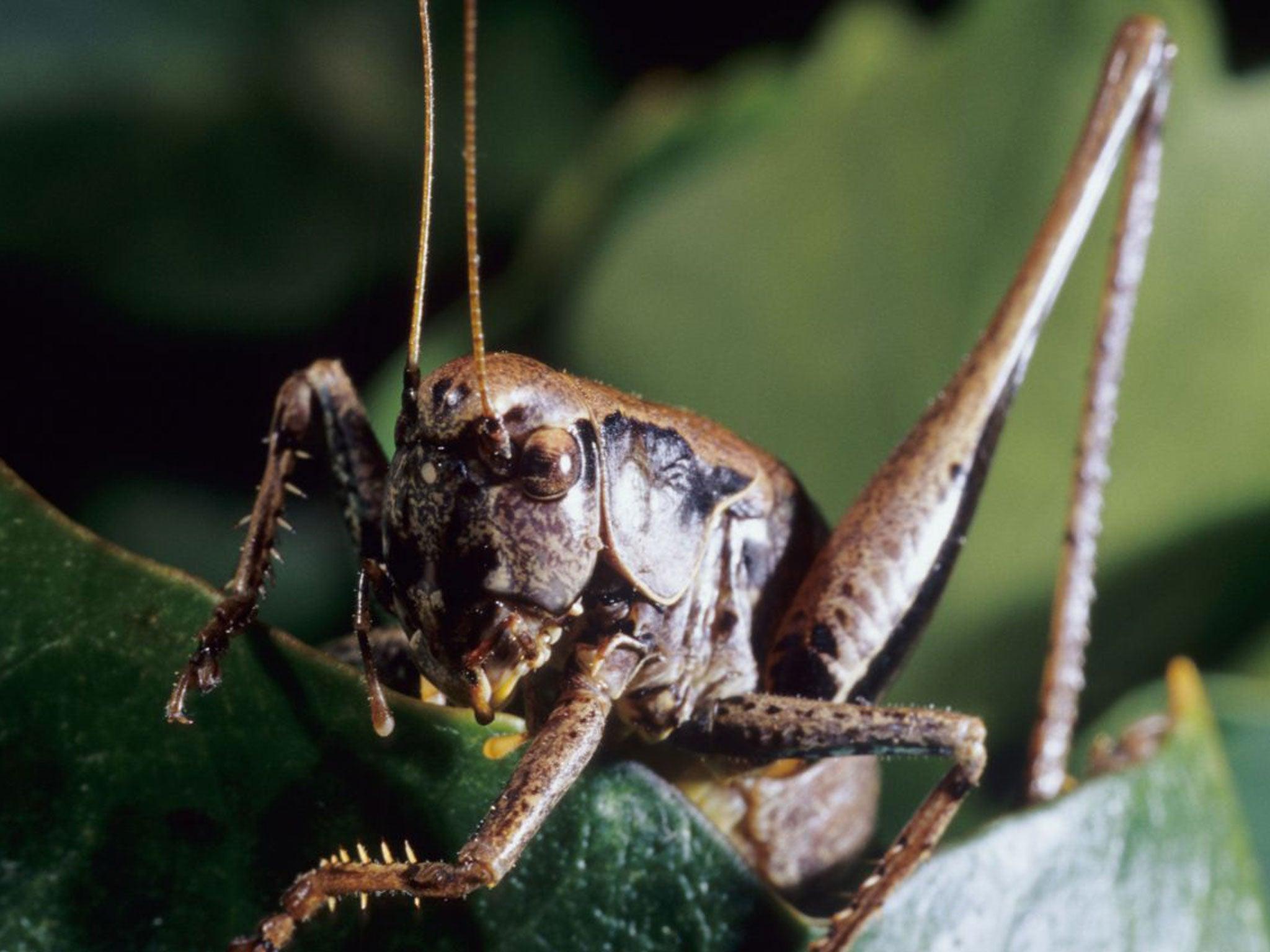 Nature Studies: Why Keats's hedge cricket no longer chirrups