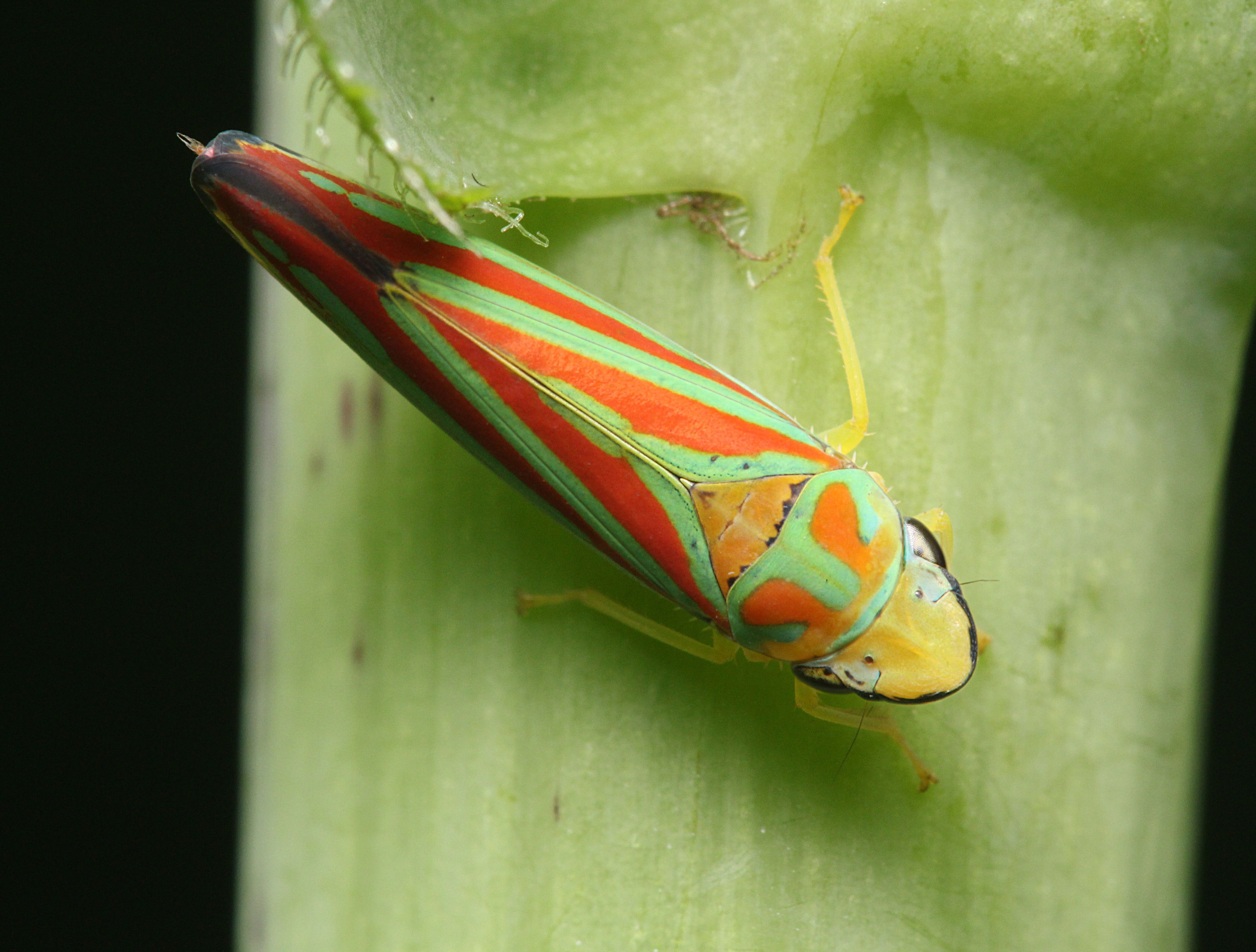 Leafhopper Free HD Wallpaper Image Background