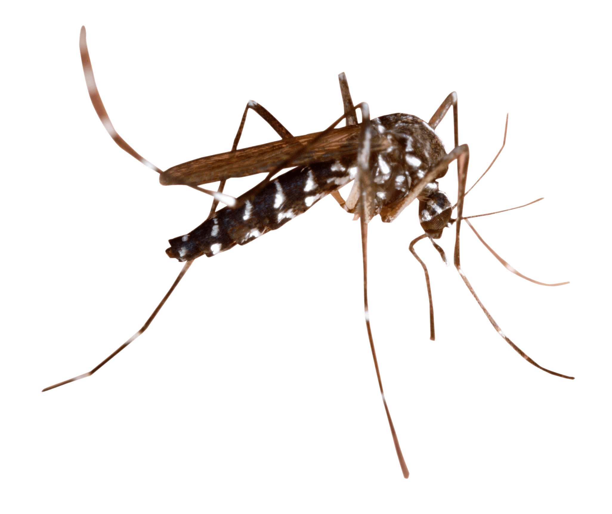 Mosquito PNG image free download
