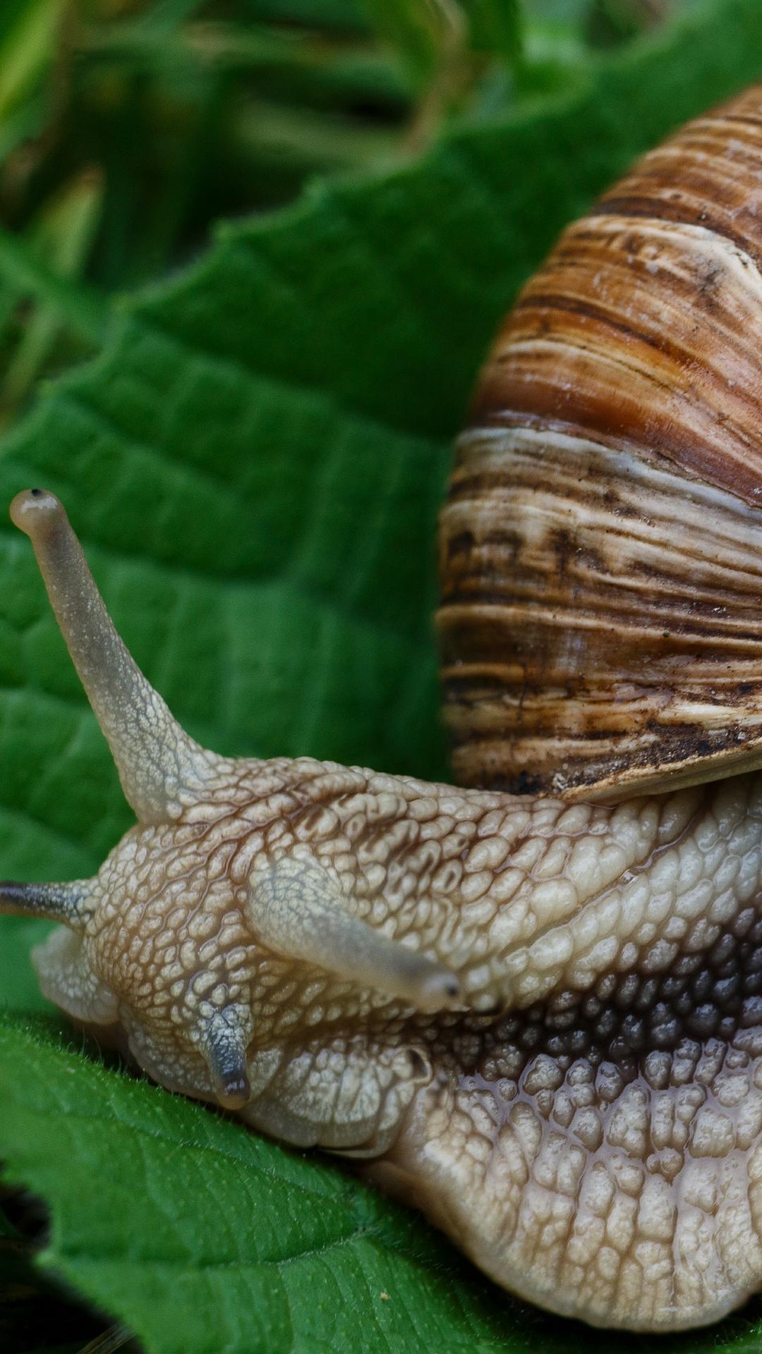 Download wallpaper 1080x1920 snail, slugs, macro, shell
