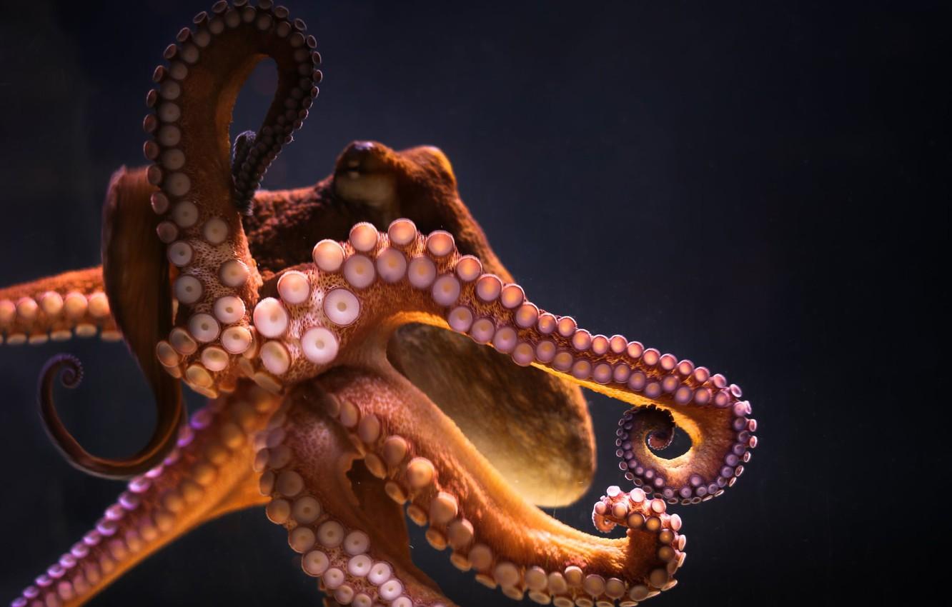 Wallpaper aquarium, octopus, tentacles, octopus, cephalopod