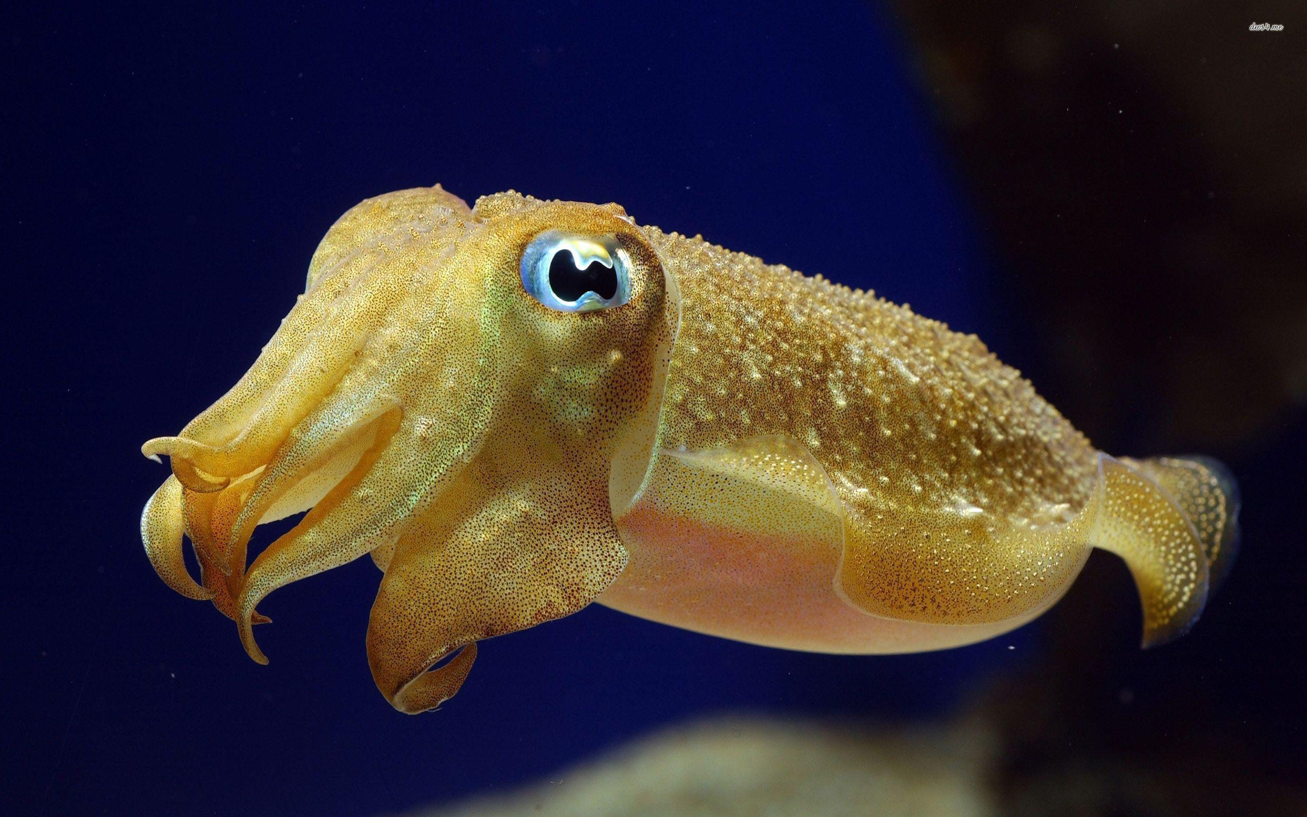Cuttlefish Wallpaper. Cuttlefish
