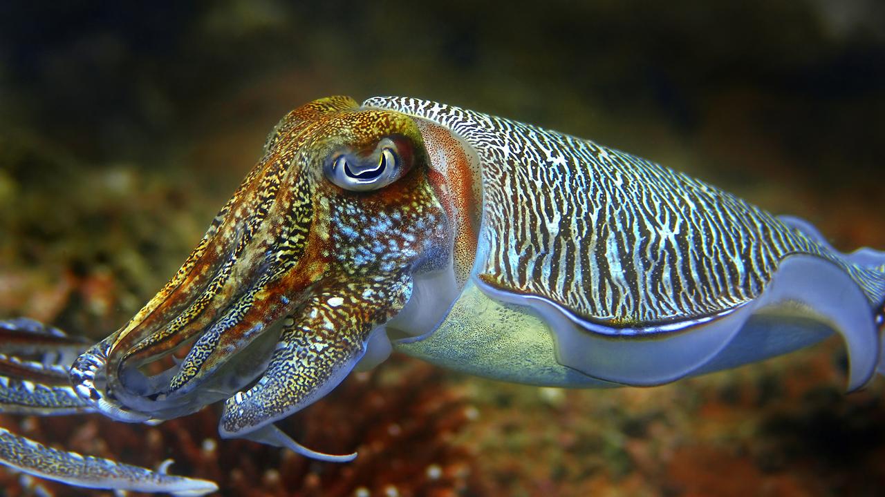 Animals Cuttlefish 1280x720