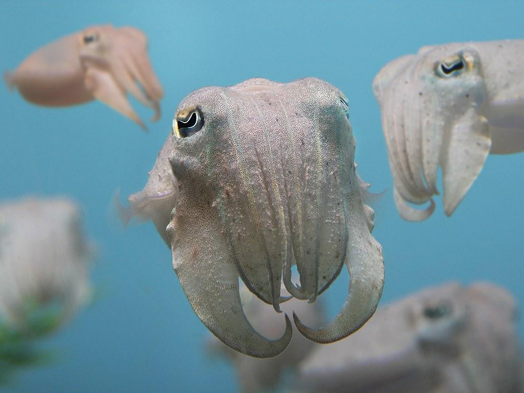 Absurd Creature Of The Week: Cross Dressing Cuttlefish Puts