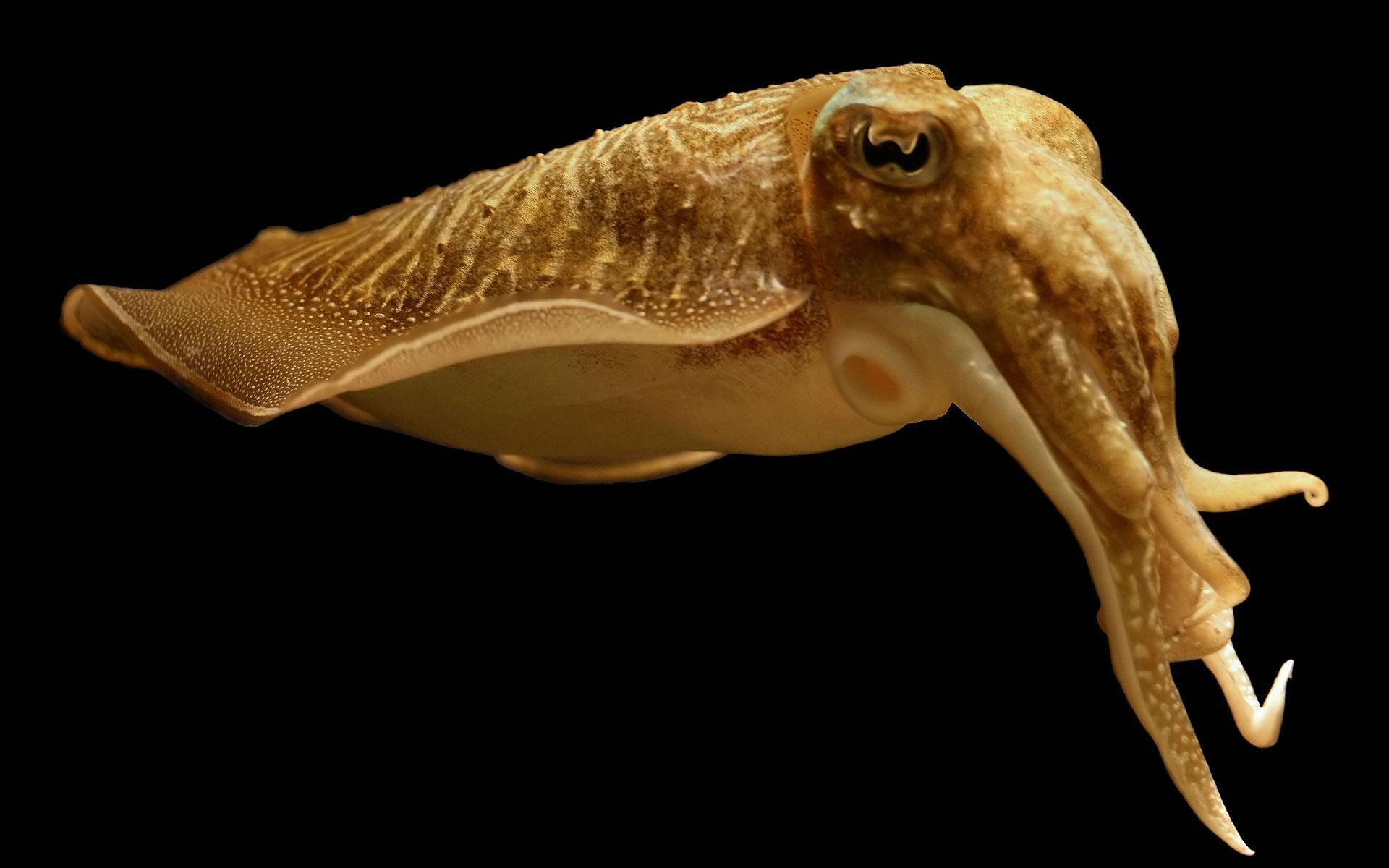 Cuttlefish Live Wallpaper for Android
