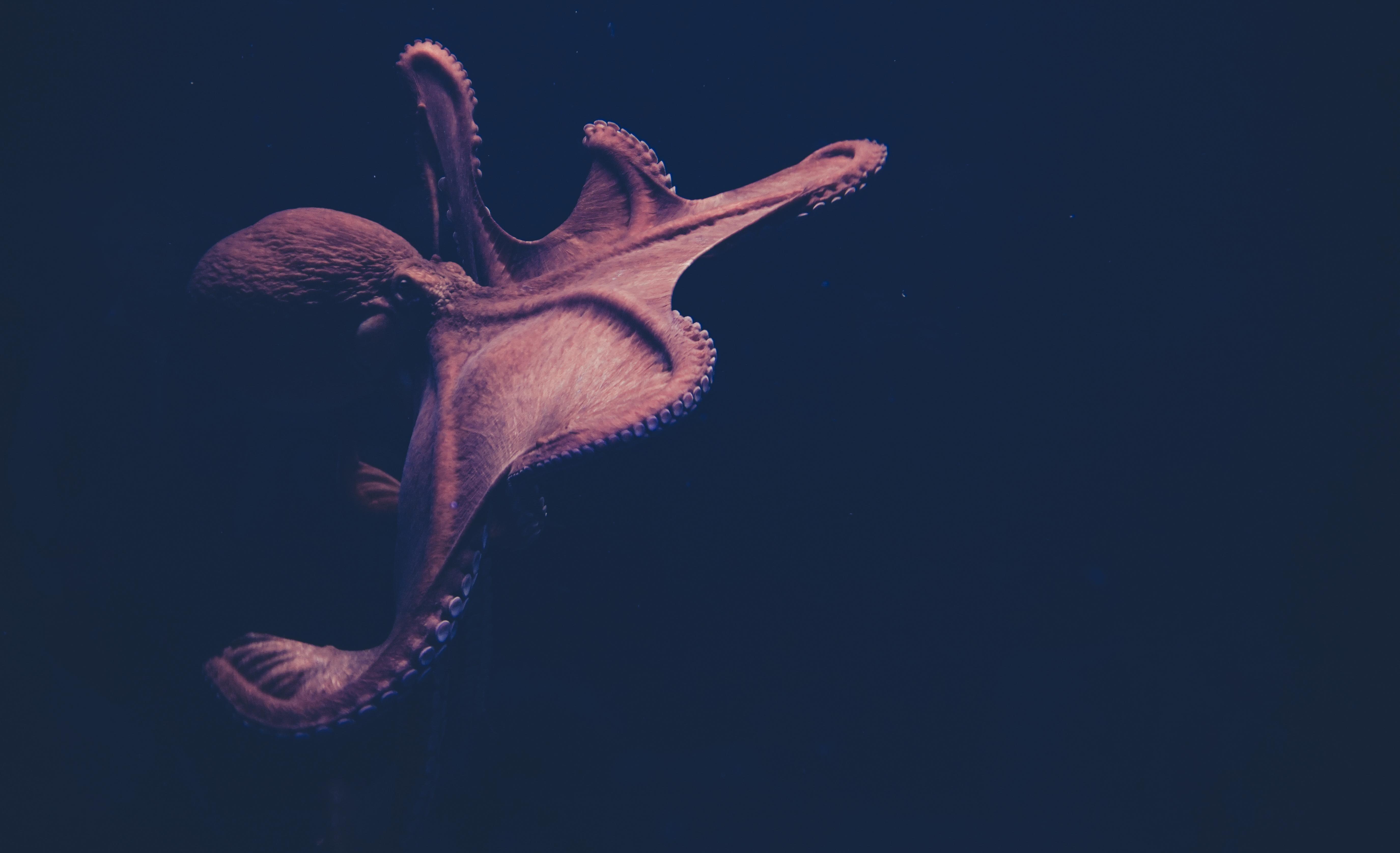 Octopus Picture [HD]. Download Free Image