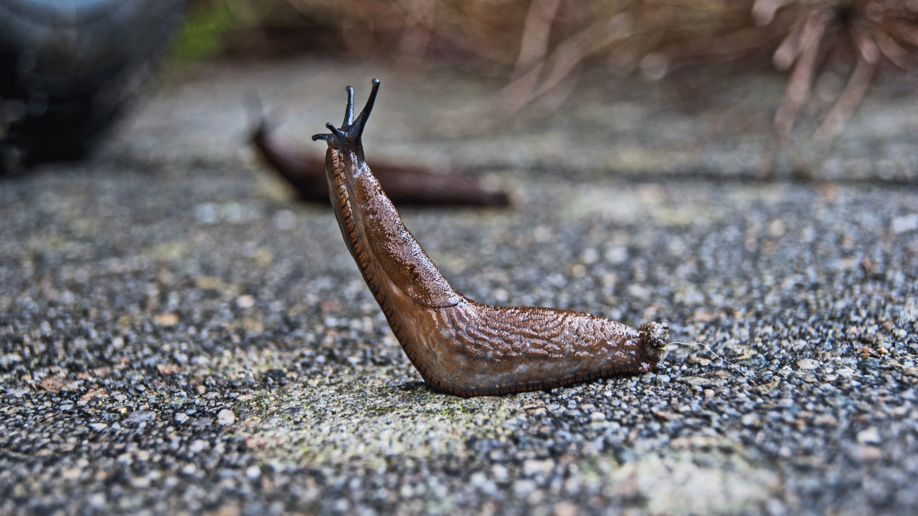 Slug · Free